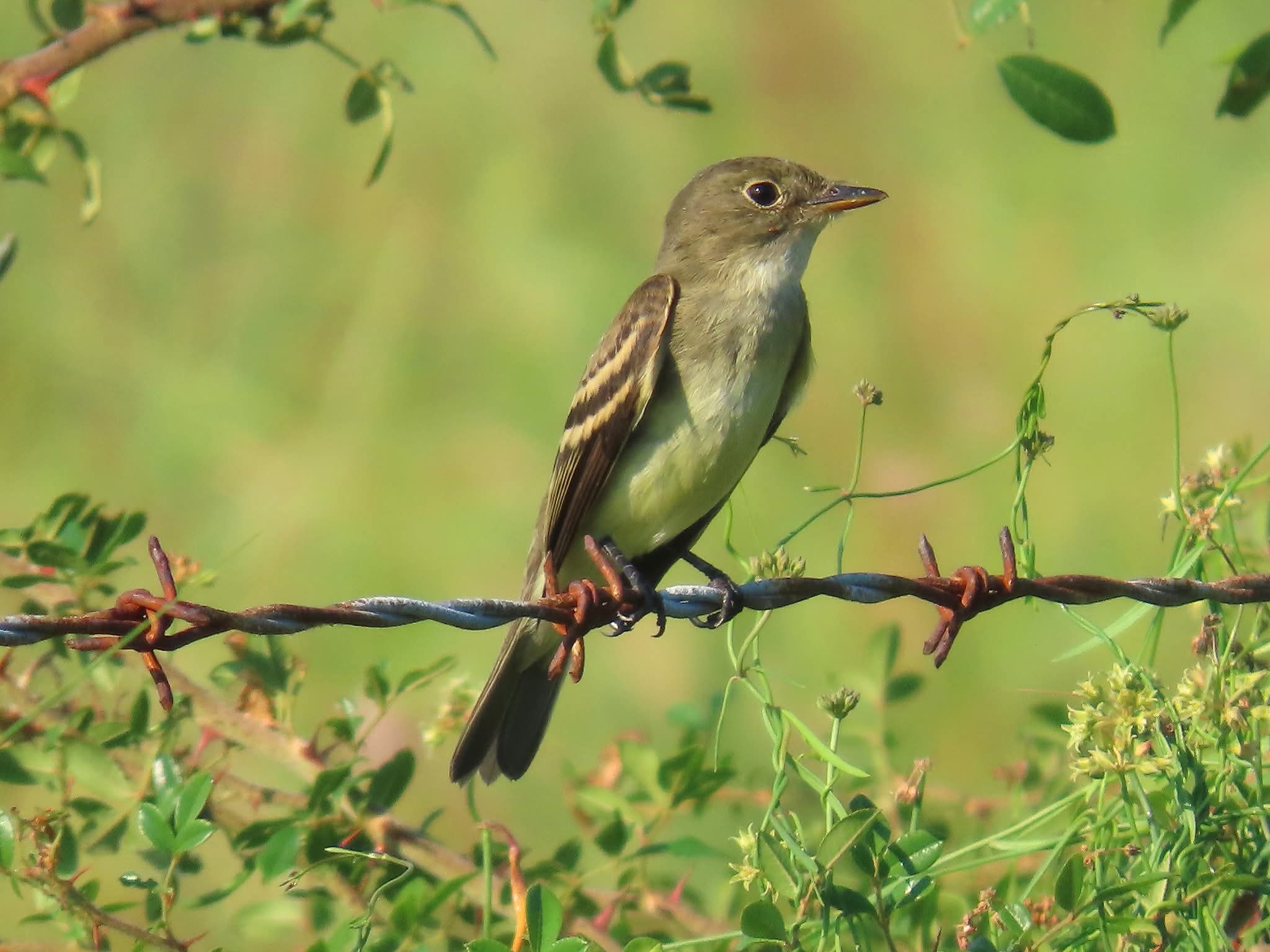 Alder Flycatcher perched on a barbed wire fence amid green vegetation at Sabine Woods