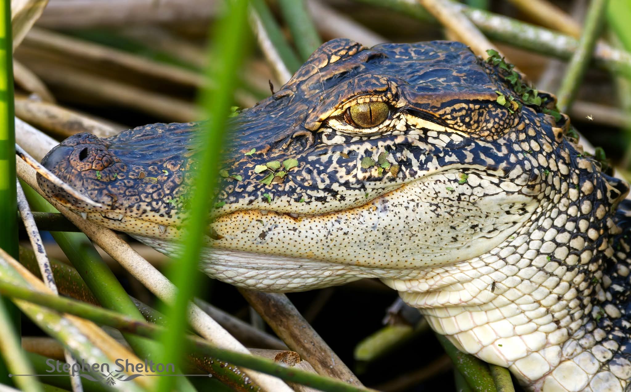 Close view of an American Alligator resting among reeds at Cattail Marsh