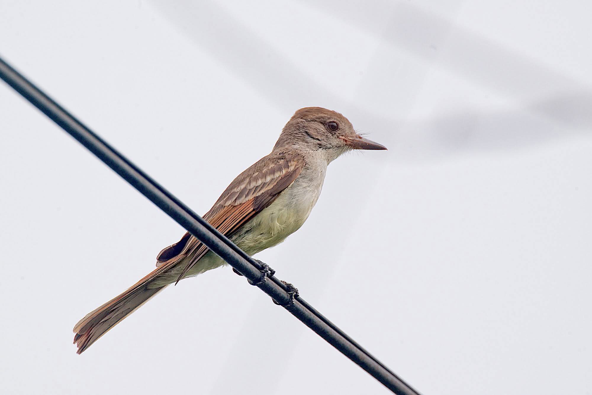 Ash-throated Flycatcher perched on a utility wire in Nederland after Tropical Storm Edouard