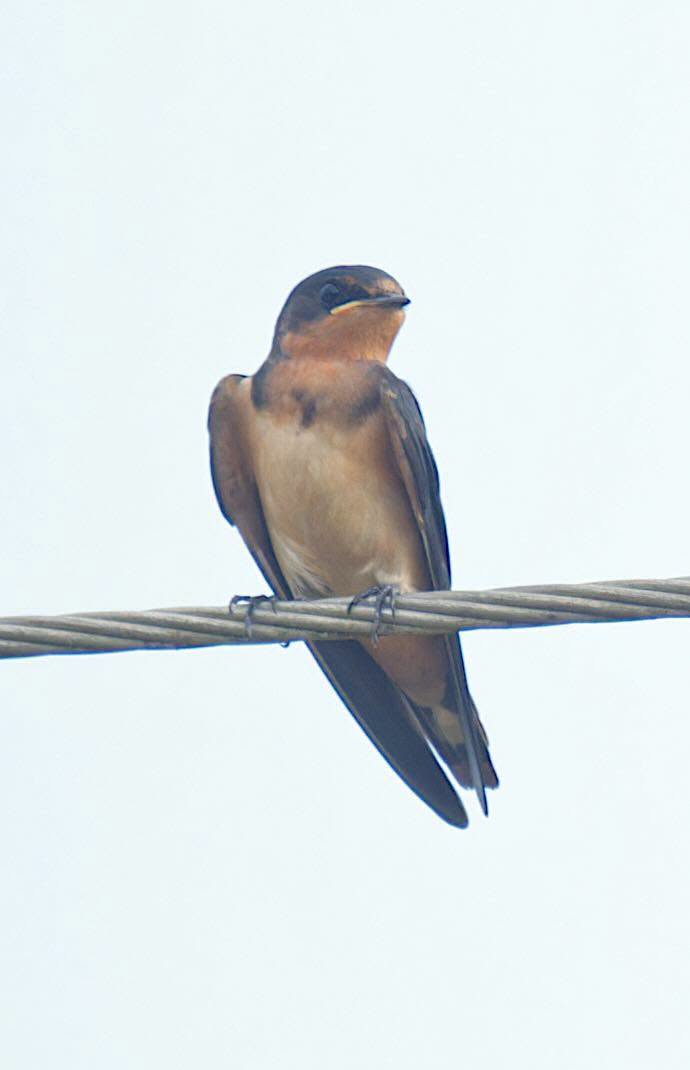 Barn Swallow perched on a wire against a pale blue sky at Cattail Marsh