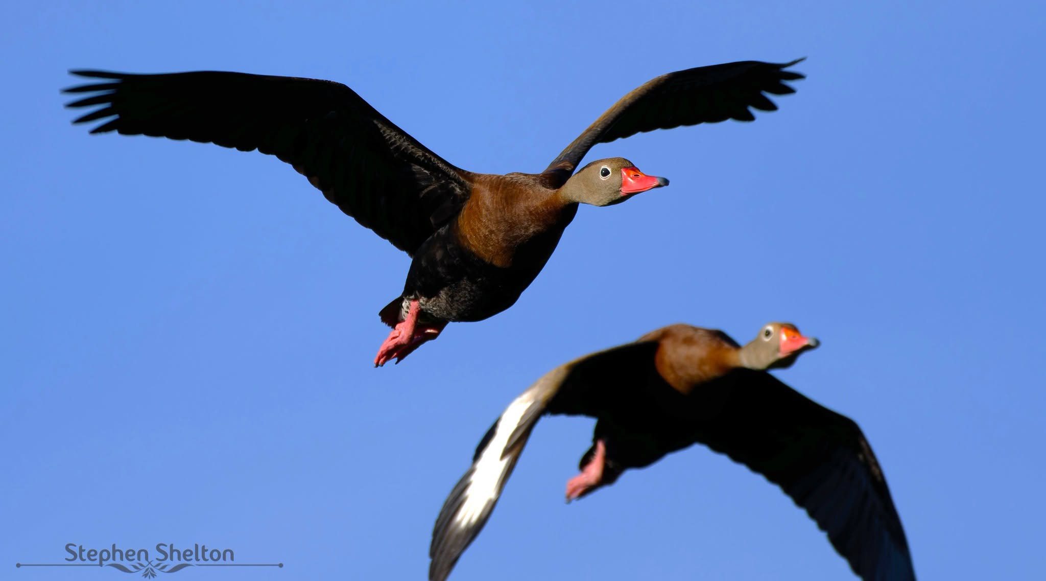 Two Black-bellied Whistling-Ducks flying against a clear blue sky at Cattail Marsh