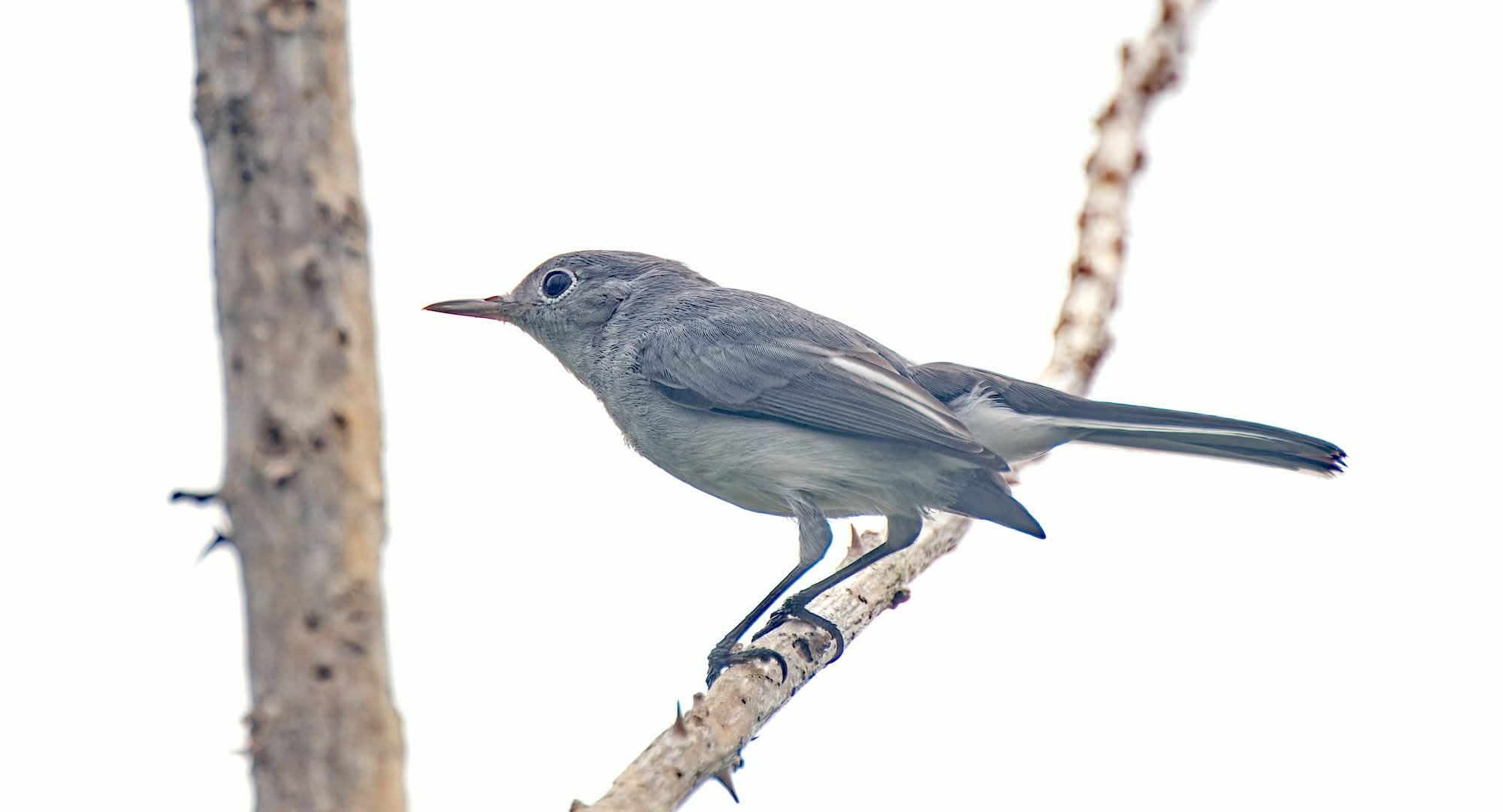 Blue-gray Gnatcatcher perched between two pale tree trunks in Nederland