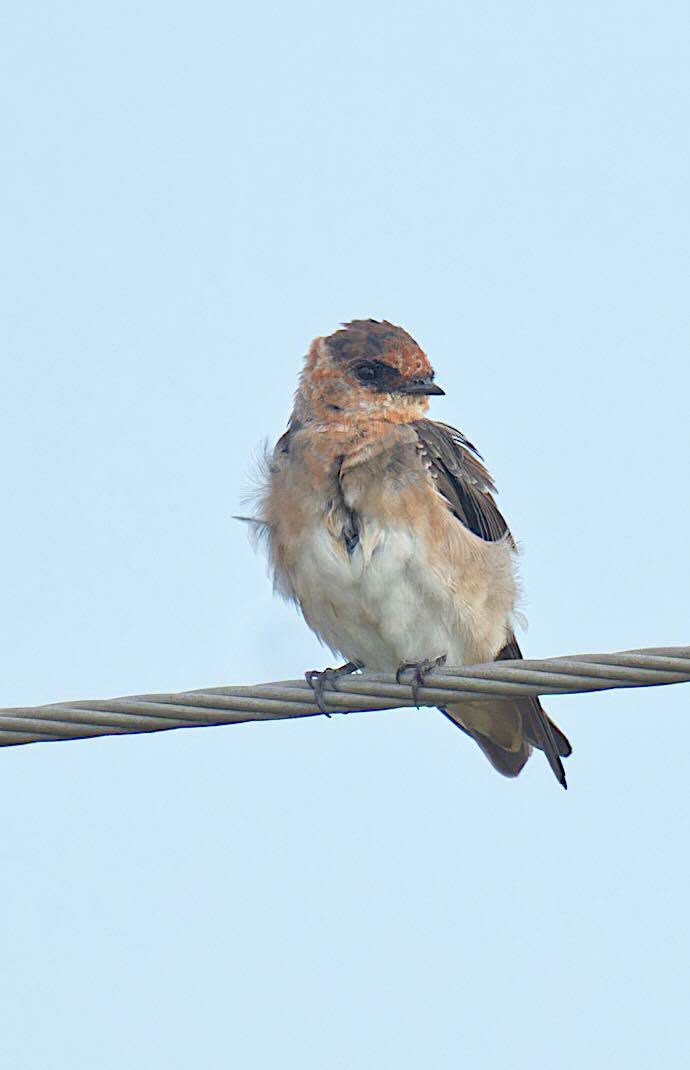 Cave Swallow perched on a wire against a pale blue sky at Cattail Marsh