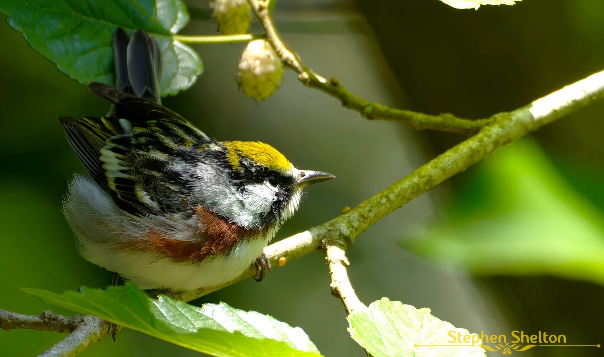 Chestnut-sided Warbler perched on a leafy branch at Sabine Woods