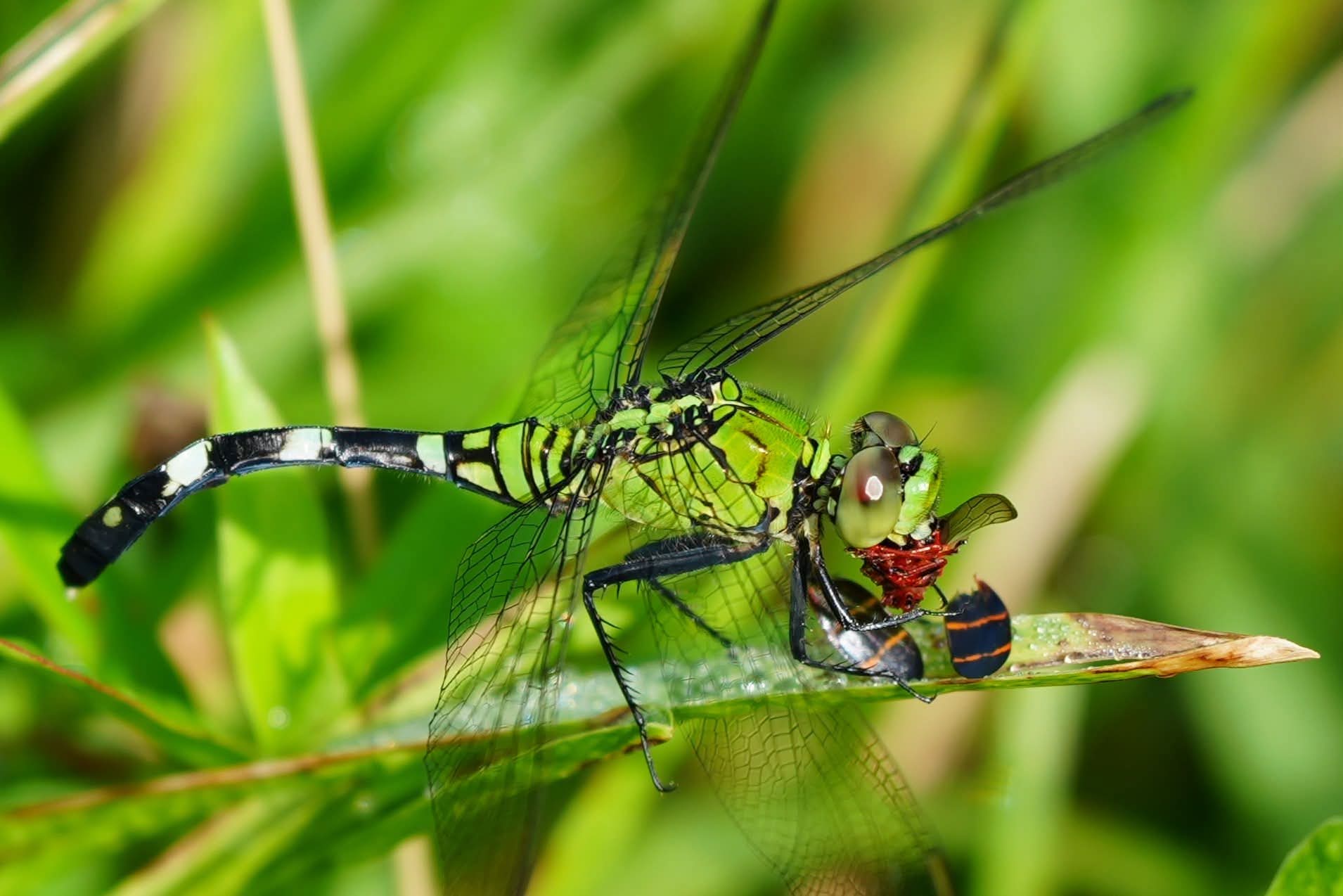 Female Eastern Pondhawk perched on vegetation while holding a Two-lined Spittlebug