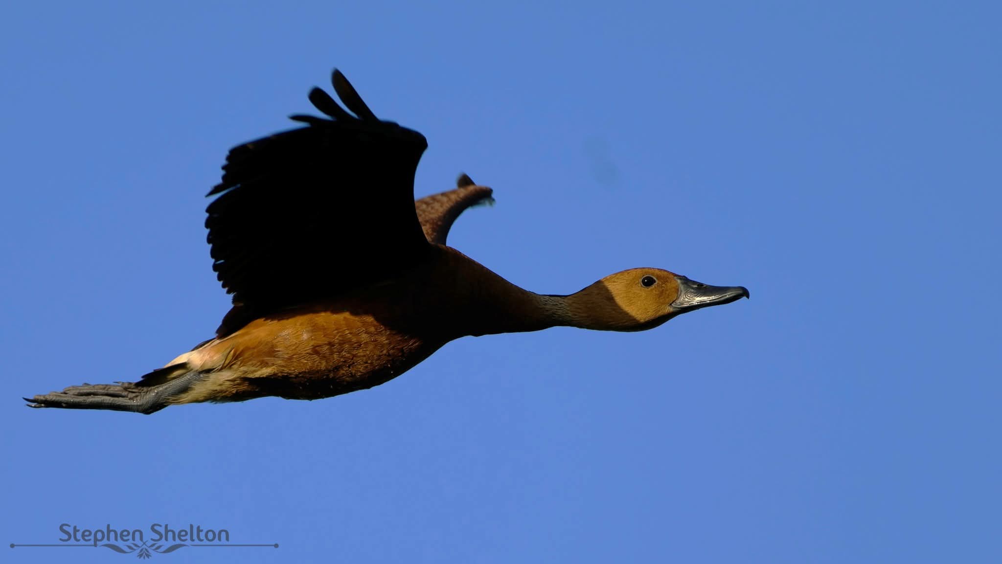 Fulvous Whistling-Duck flying against a clear blue sky at Cattail Marsh in Beaumont
