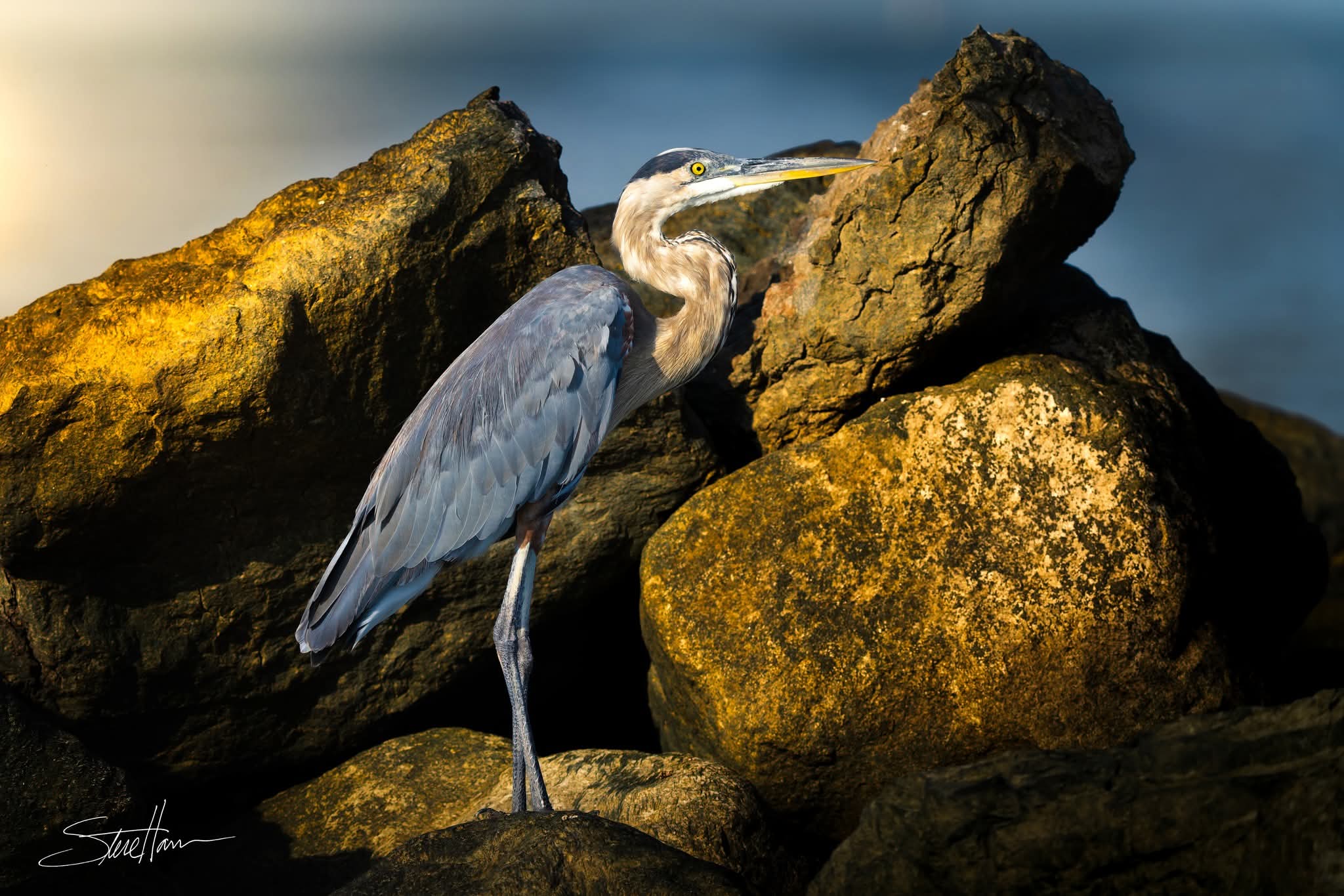 Great Blue Heron standing among sunlit rocks beside the water near Johnson's Bayou