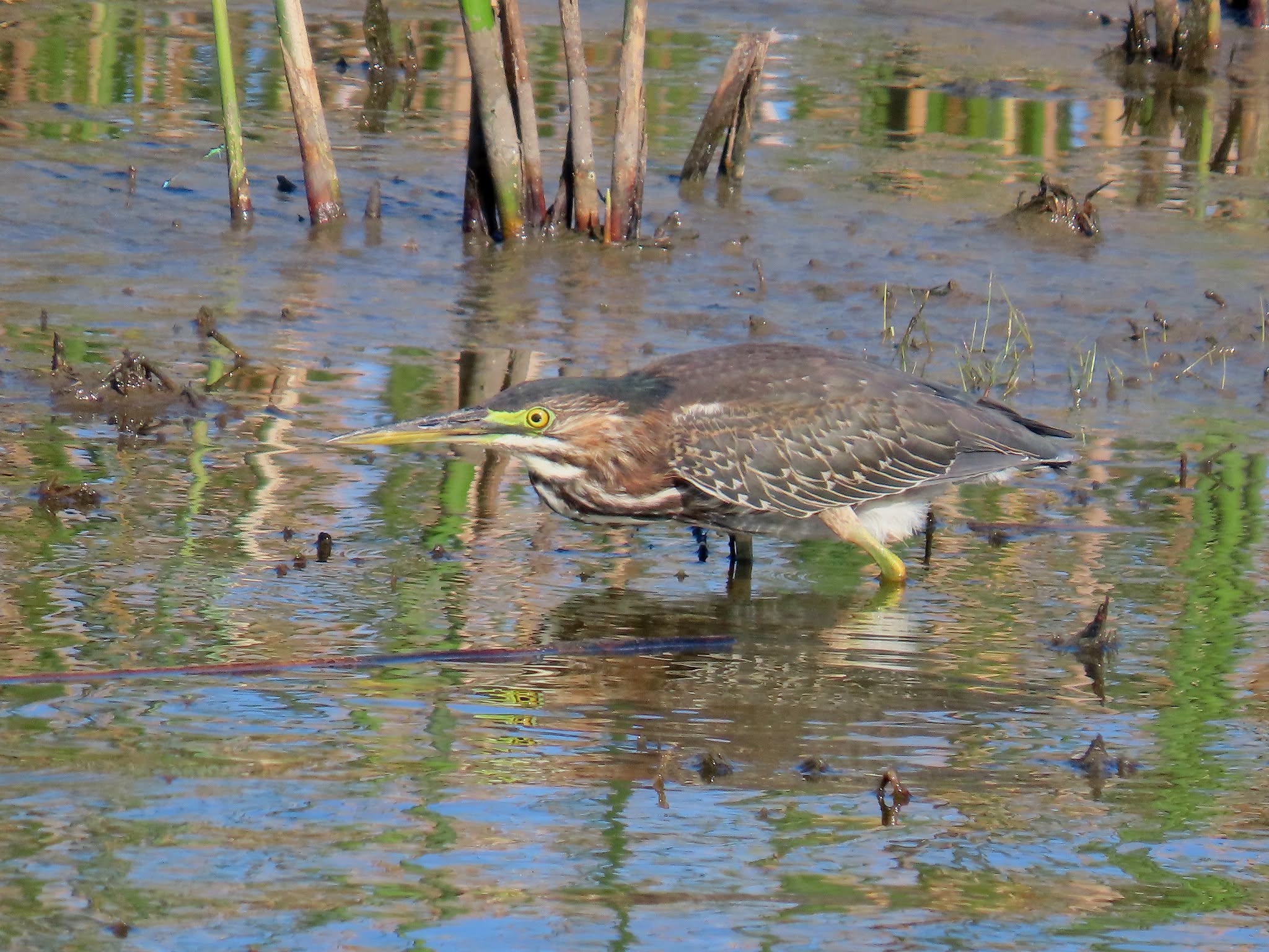 Green Heron stalking through shallow marsh water at Jocelyn Nungaray National Wildlife Refuge
