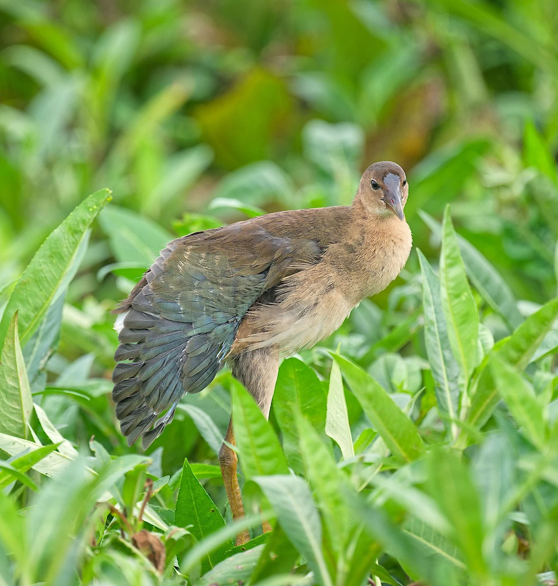 Juvenile Purple Gallinule walking through green vegetation with one wing extended at Cattail Marsh
