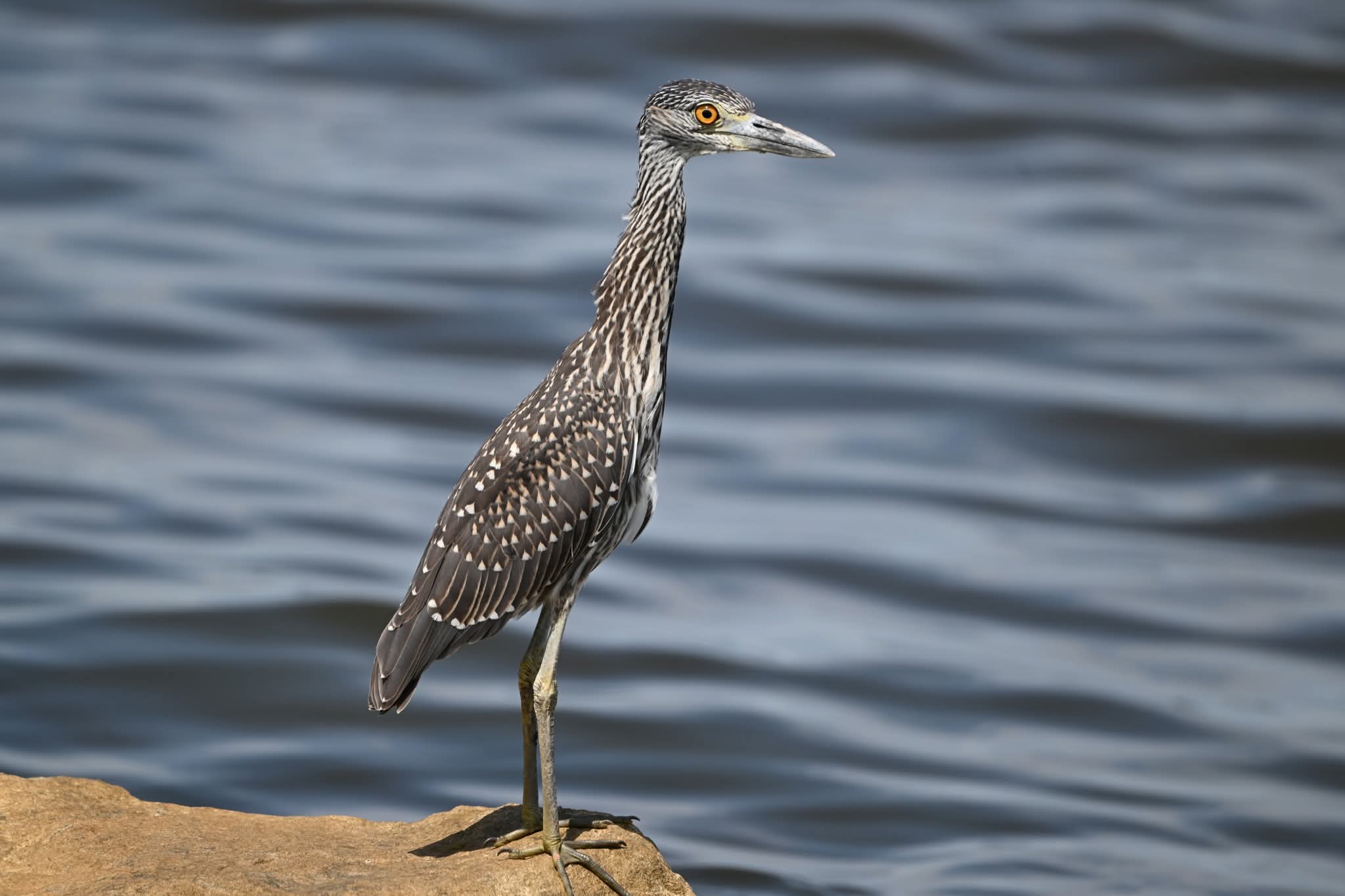 Juvenile Yellow-crowned Night Heron standing on a rock beside the water at Pleasure Island South Levee