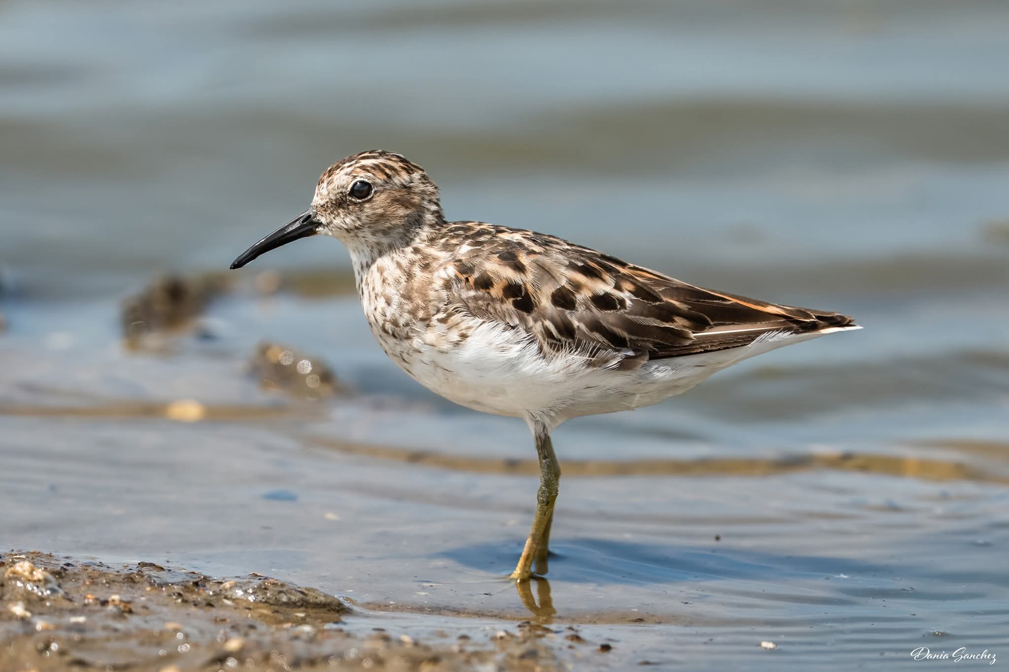 Least Sandpiper standing along the muddy shoreline at Pleasure Island South Levee