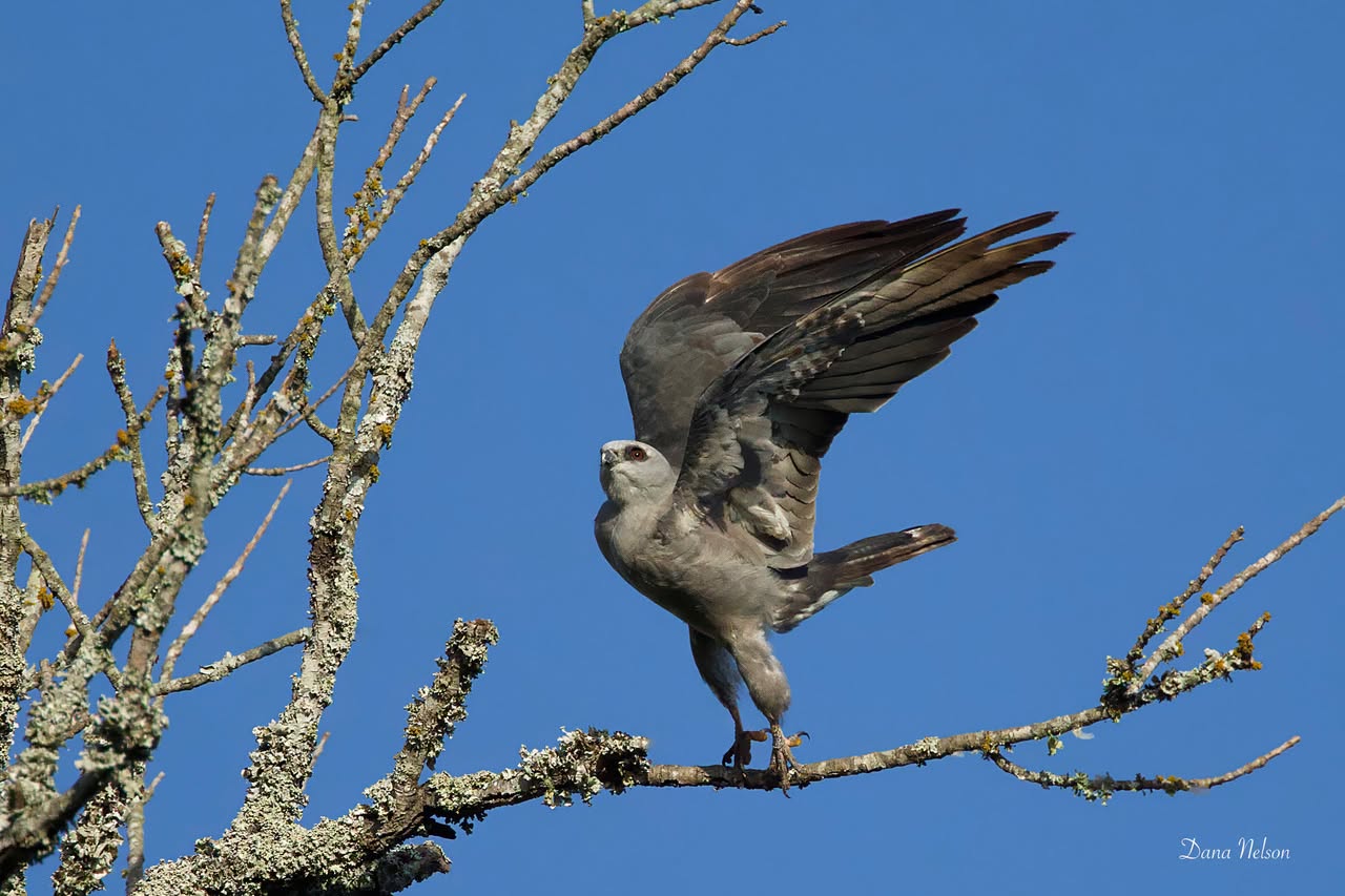 Mississippi Kite stretching one wing while perched in a bare tree in Bullard