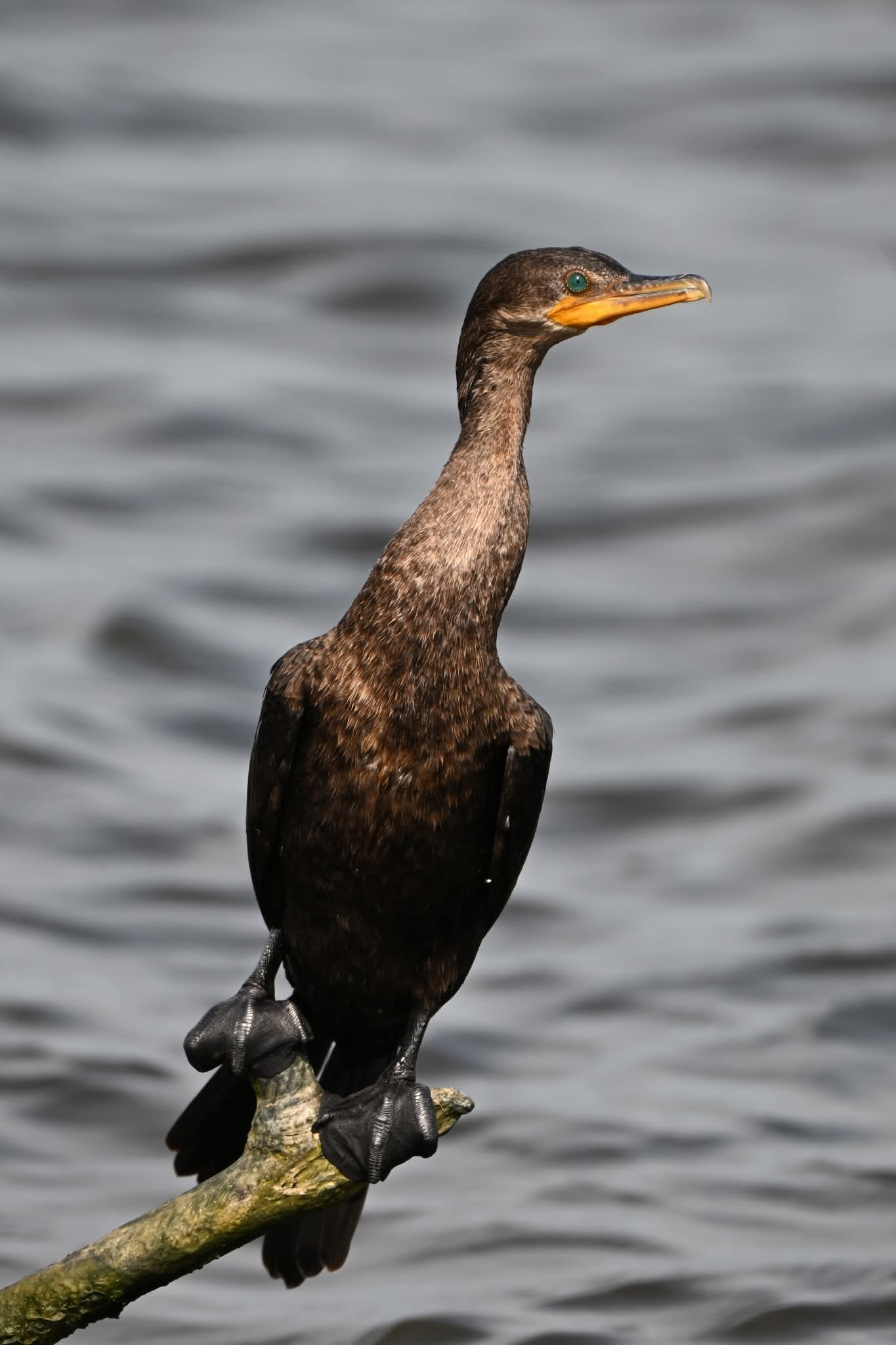 Neotropic Cormorant perched on a branch above rippled water at Pleasure Island North Levee