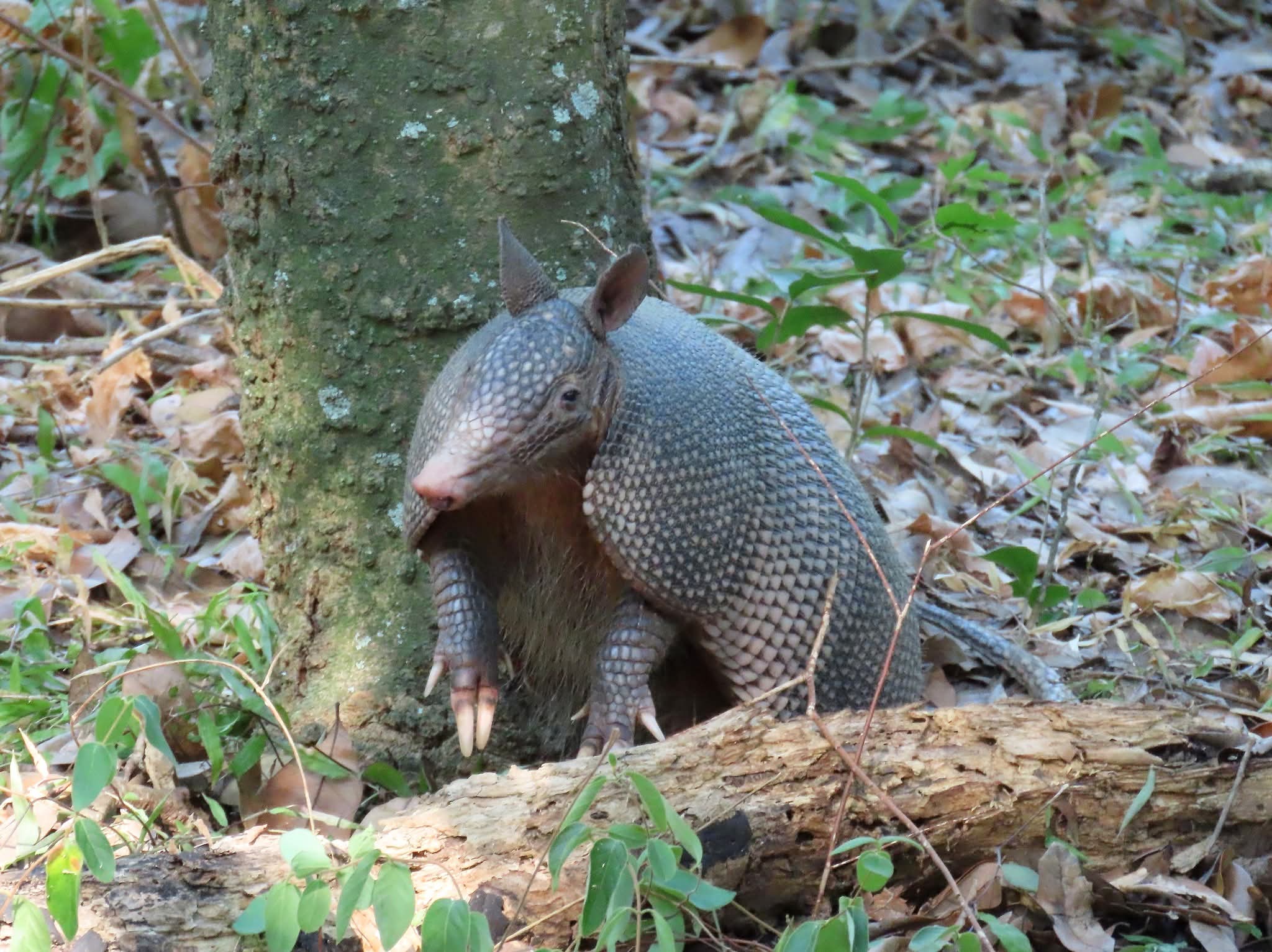 Nine-banded Armadillo foraging beside a tree at Sabine Woods
