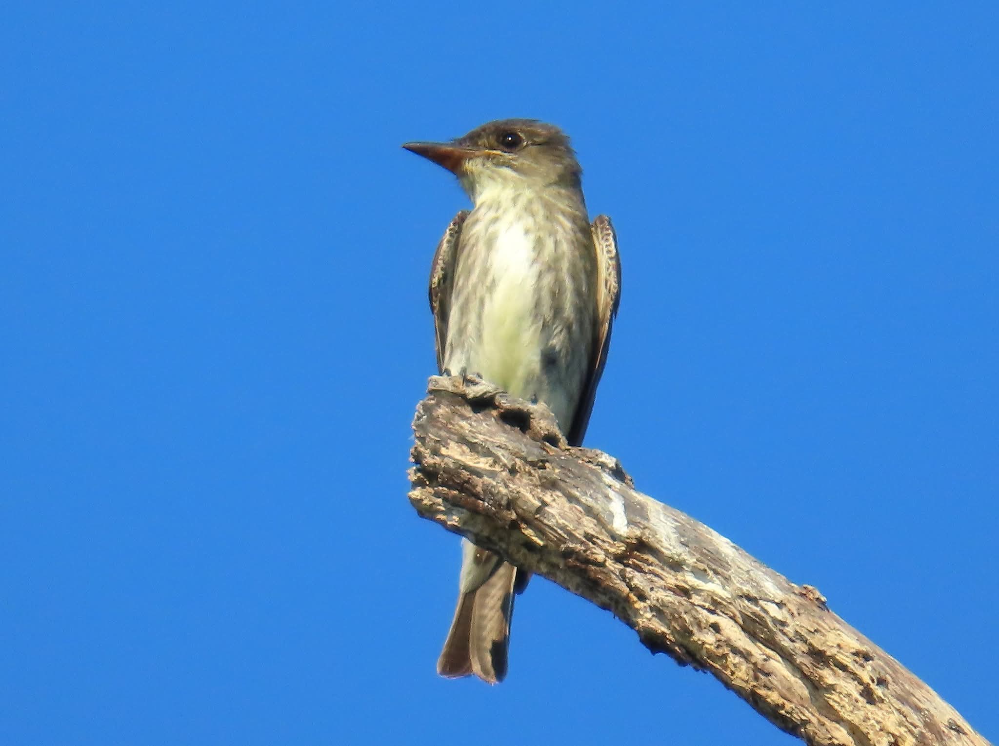 Olive-sided Flycatcher perched on a weathered branch against a clear blue sky at Sabine Woods