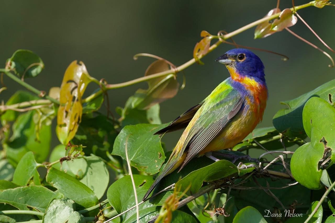 Male Painted Bunting perched among green leaves in Bullard
