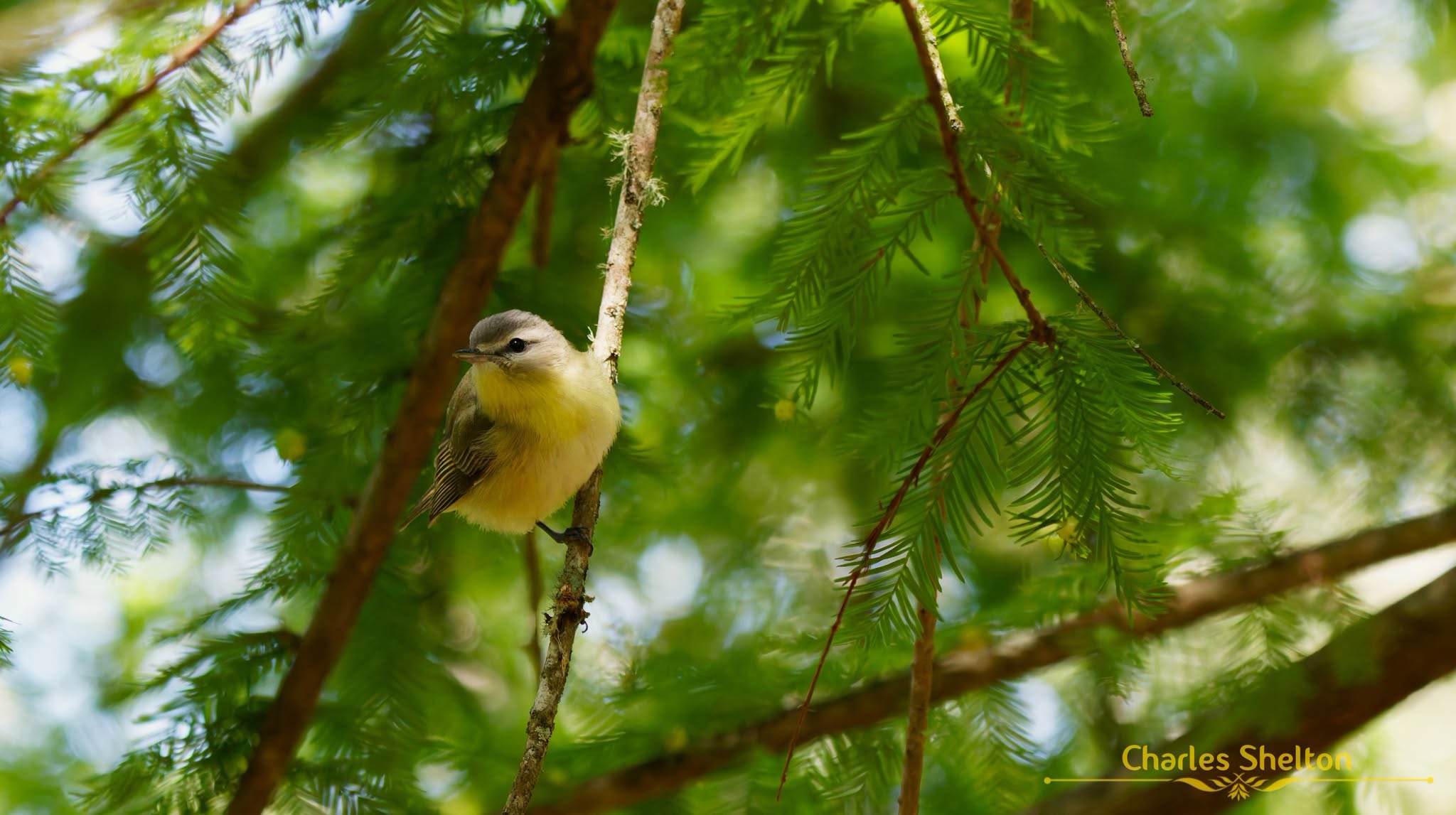 Philadelphia Vireo perched among green cypress foliage at Sabine Woods