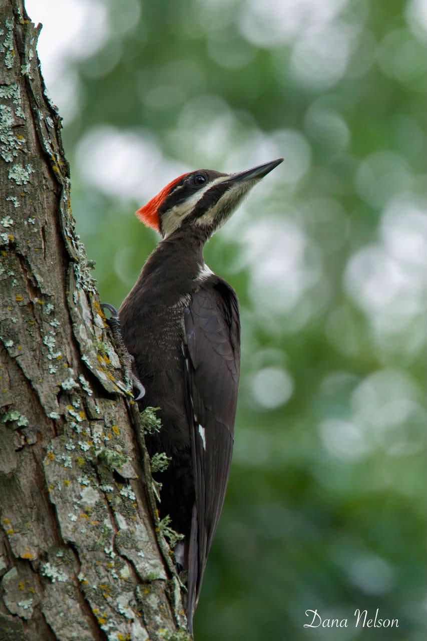 Pileated Woodpecker clinging to a tree trunk in Bullard