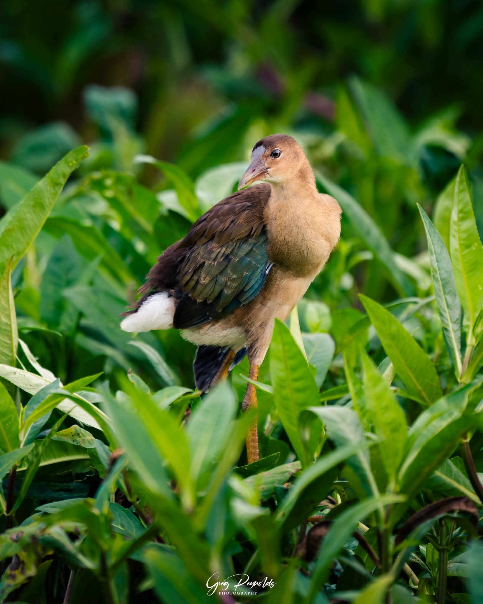 Purple Gallinule standing amid dense green marsh vegetation at Cattail Marsh