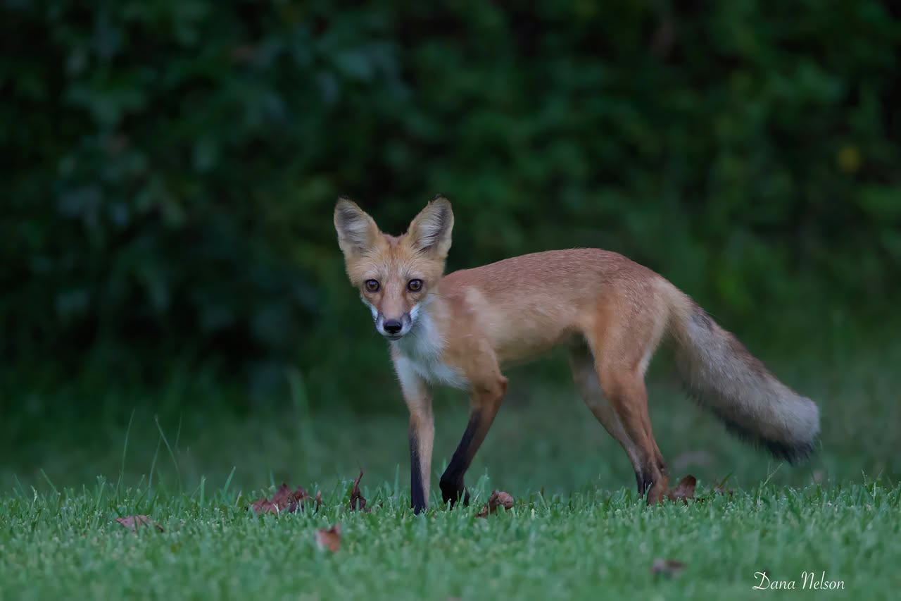 Red Fox standing in short grass at the edge of woodland in Bullard
