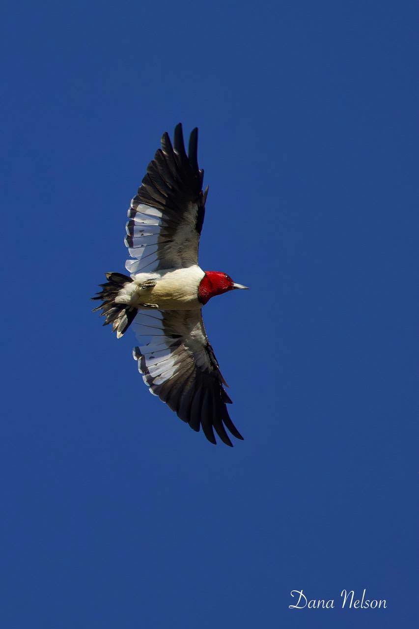 Red-headed Woodpecker in flight against a deep blue sky in Bullard
