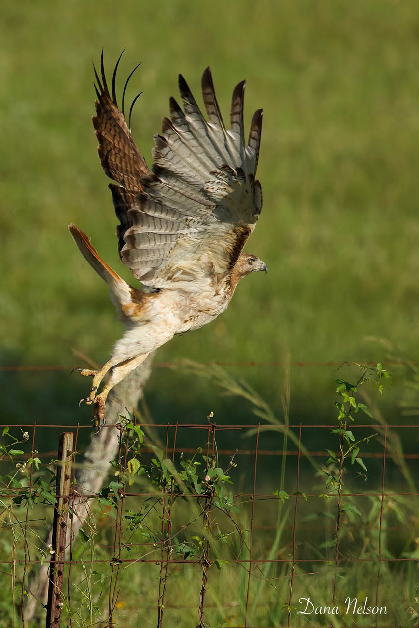 Red-tailed Hawk flying upward above a fence in Bullard