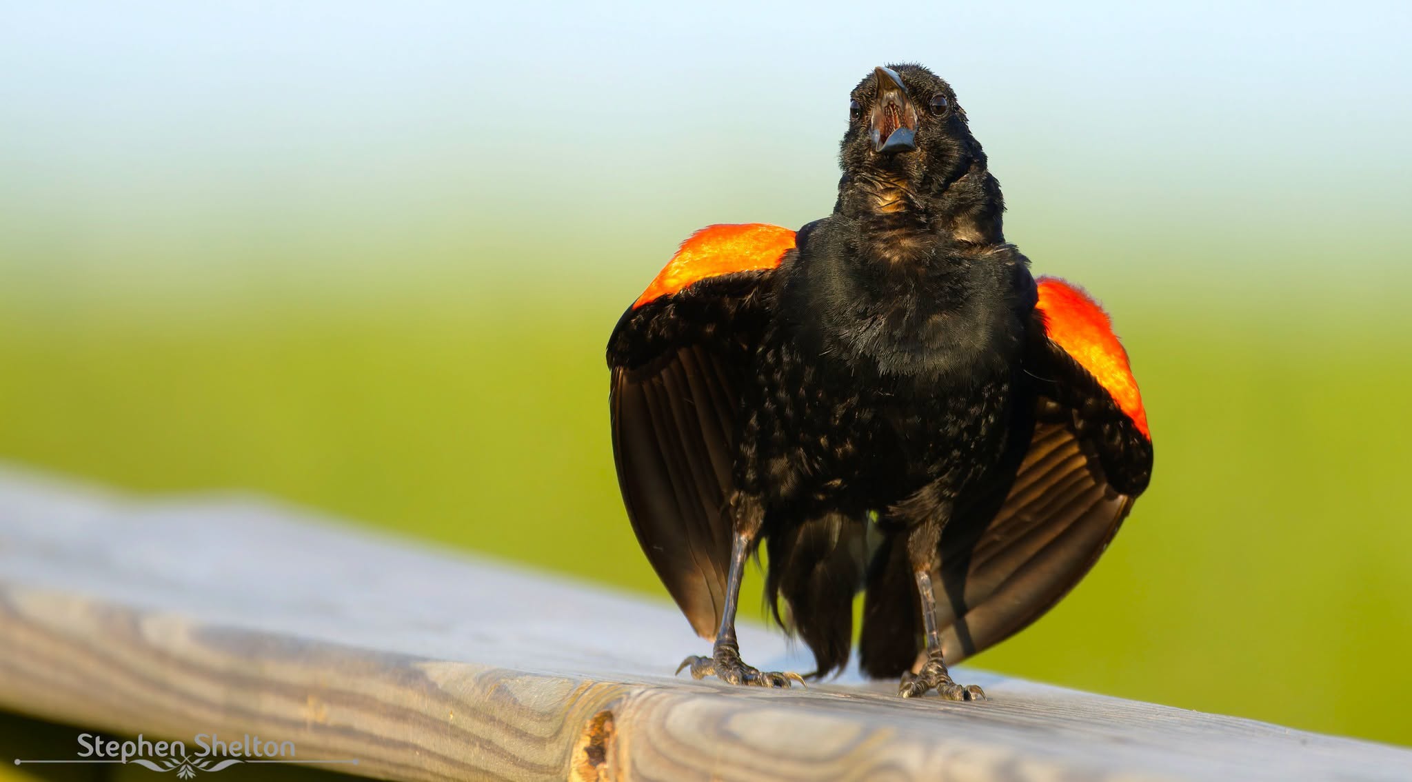 Red-winged Blackbird perched with its wings spread, showing bright red and yellow shoulder patches