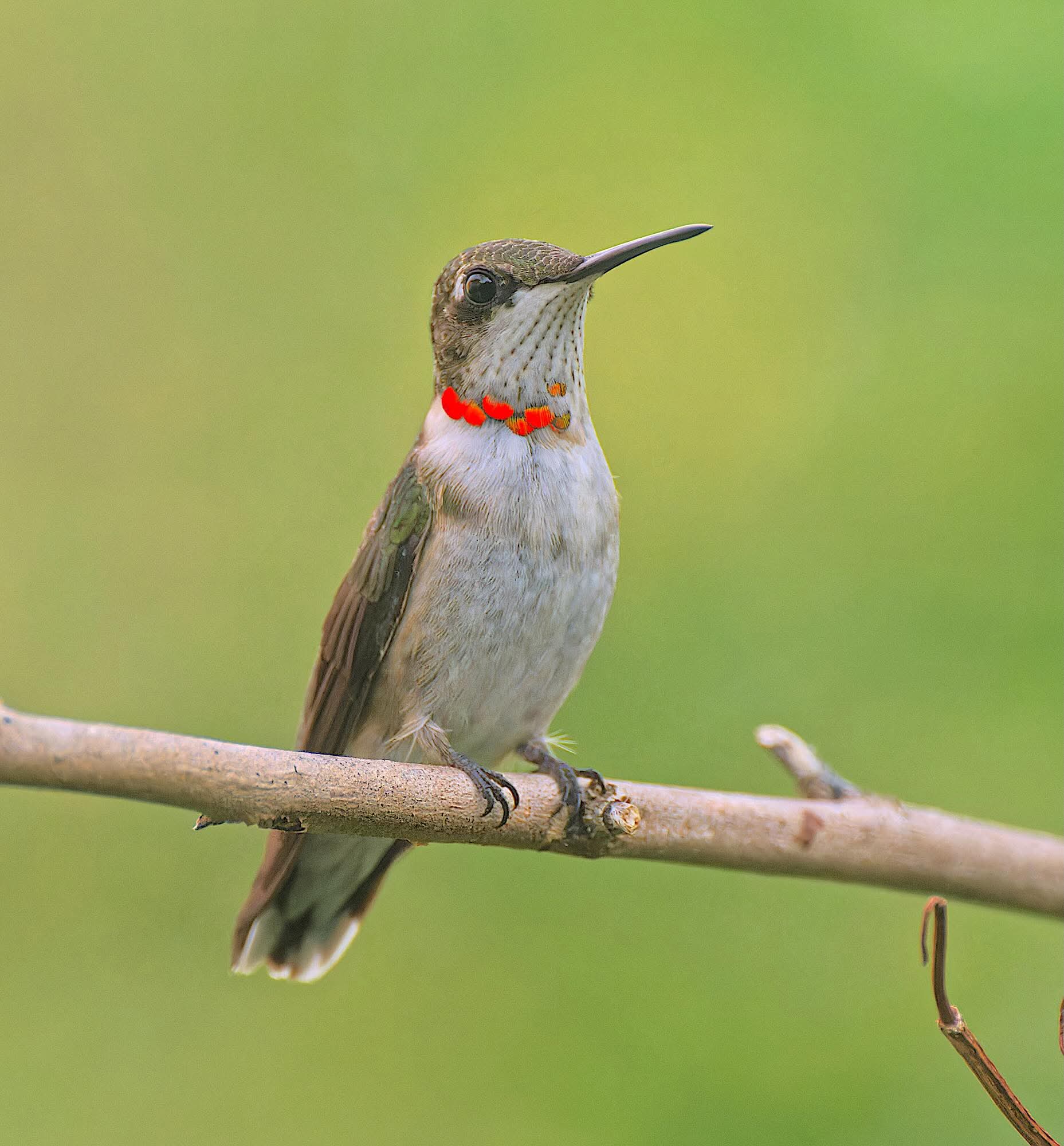 Ruby-throated Hummingbird perched on a slender branch in Nederland
