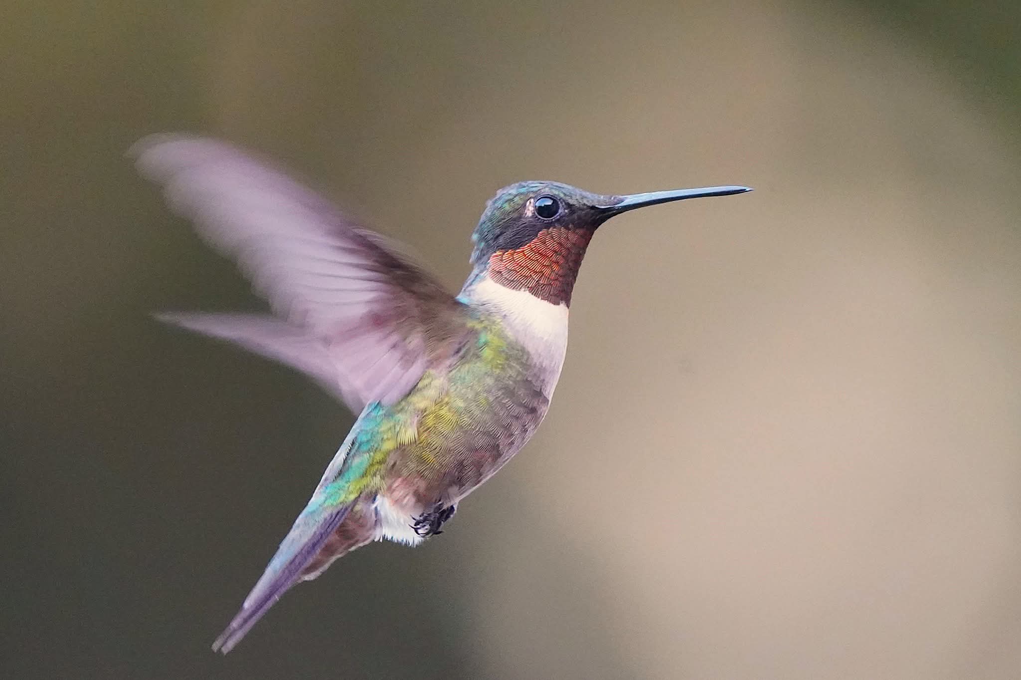 Ruby-throated Hummingbird hovering with wings extended in Port Neches