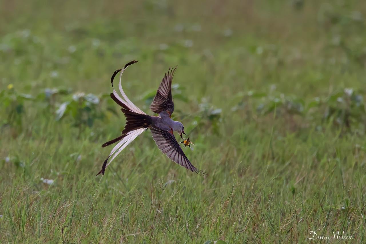 Two Scissor-tailed Flycatchers in flight above a grassy field in Bullard