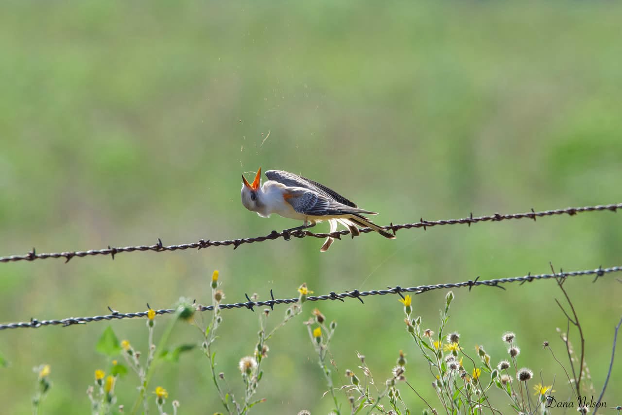 Scissor-tailed Flycatcher perched on a barbed-wire fence with its beak open during a sneeze