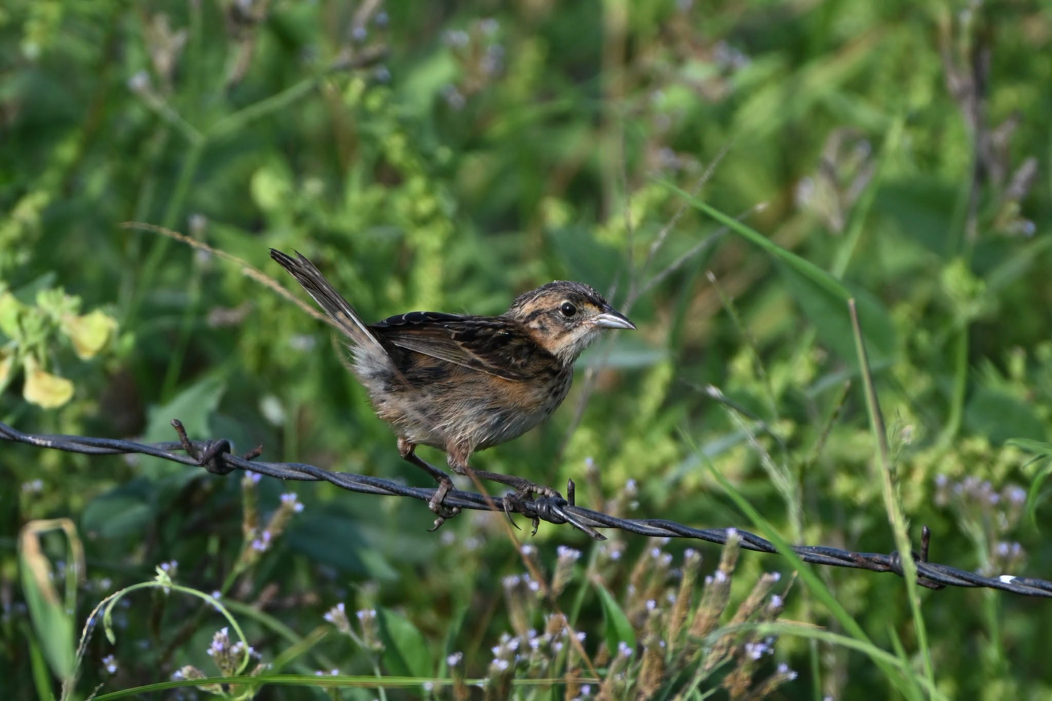 Seaside Sparrow perched on a wire amid coastal marsh vegetation at Jocelyn Nungaray National Wildlife Refuge