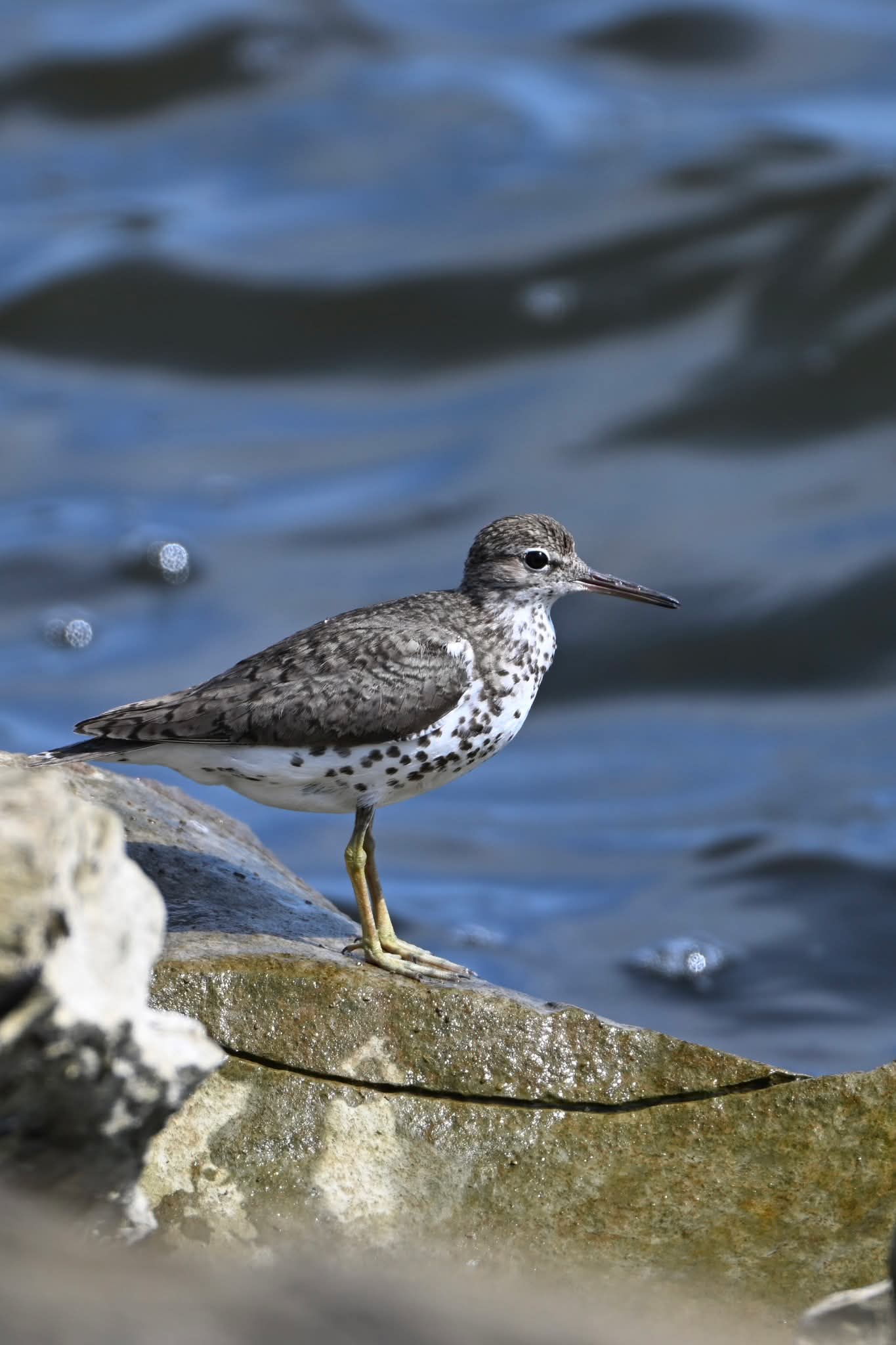 Spotted Sandpiper standing on a ledge beside the water at Pleasure Island North Levee