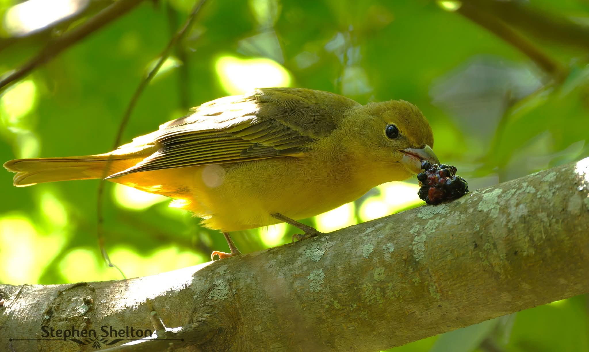 Summer Tanager holding a mulberry while perched on a branch at Sabine Woods