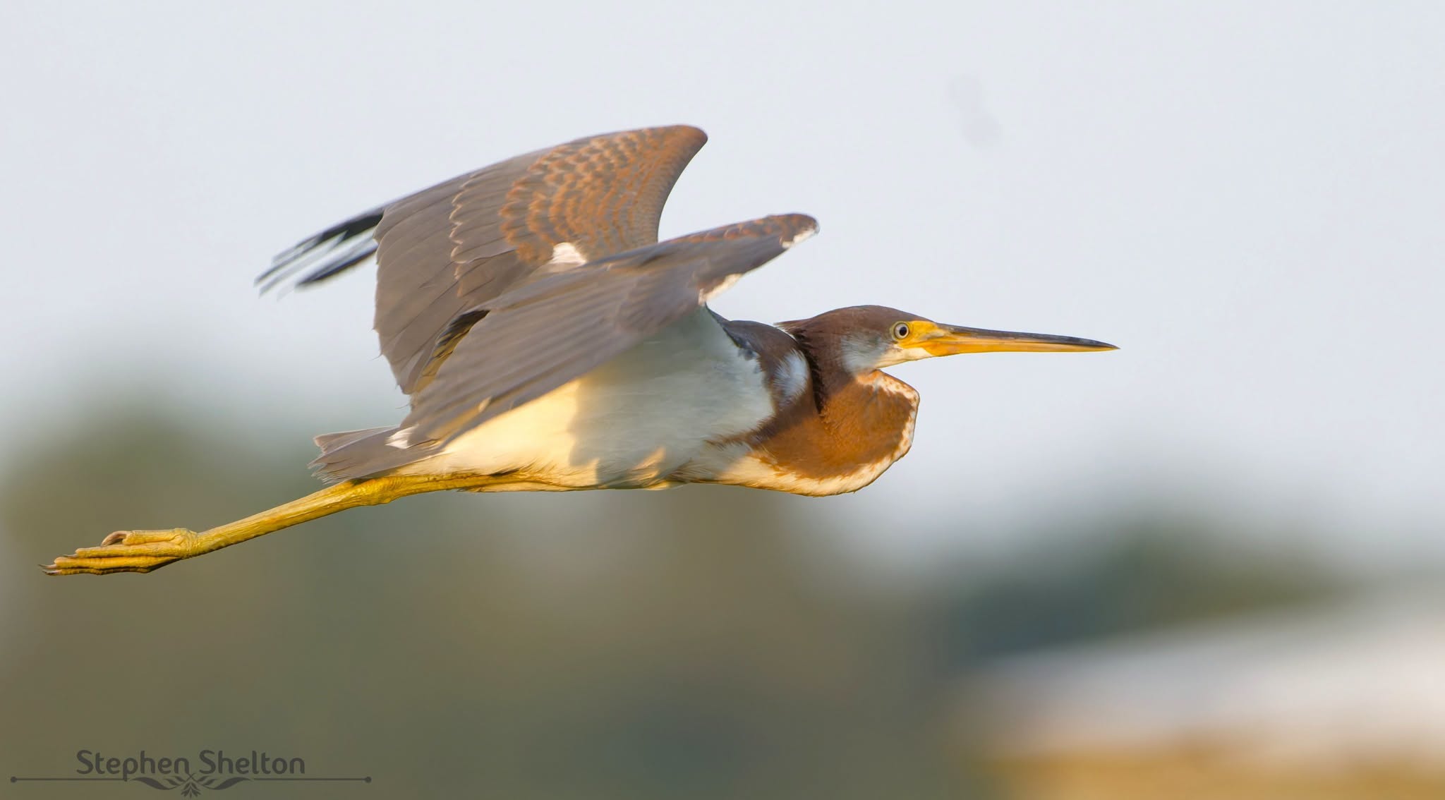 Tricolored Heron flying with wings raised over Cattail Marsh