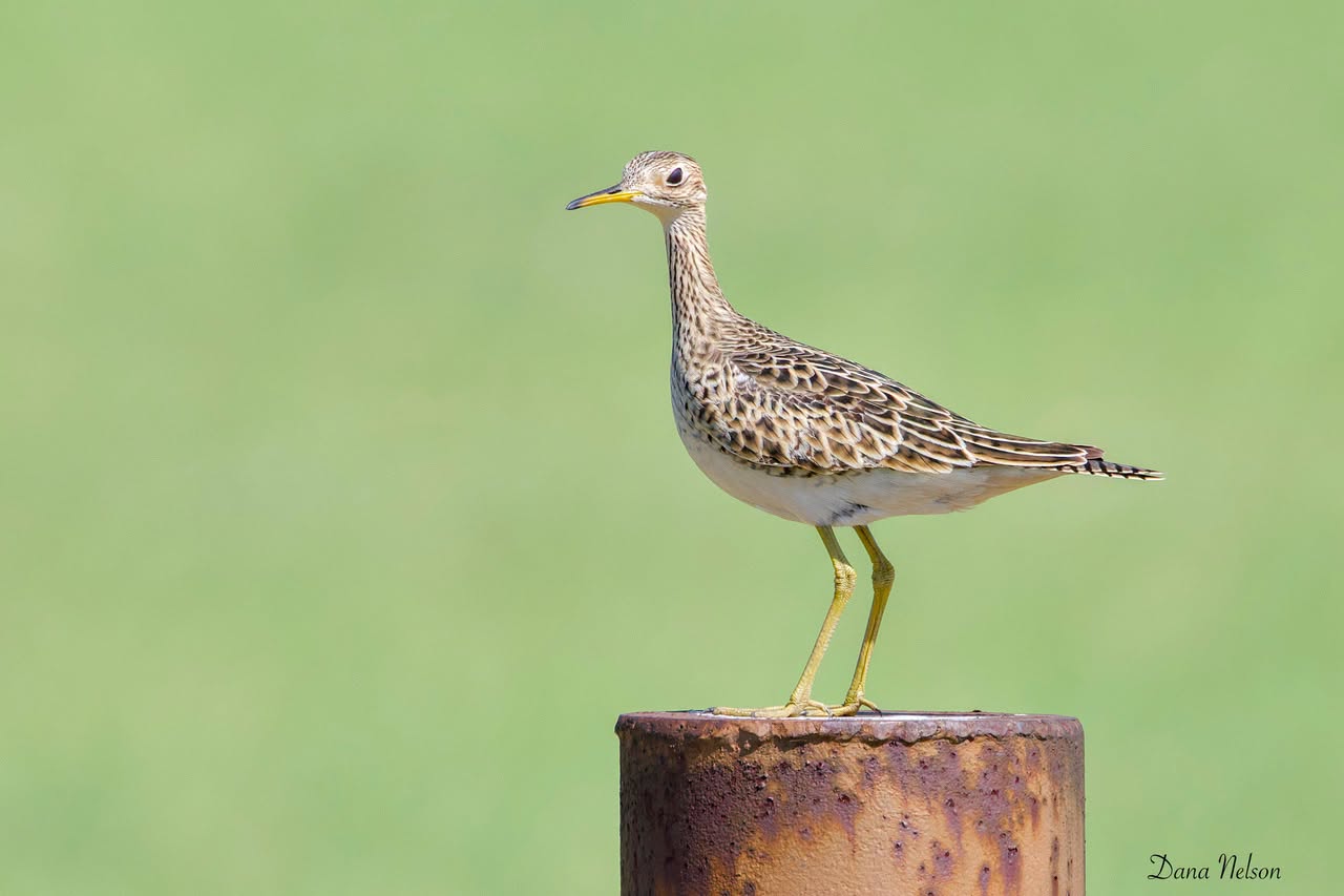 Upland Sandpiper standing on a rusted metal post in Bullard