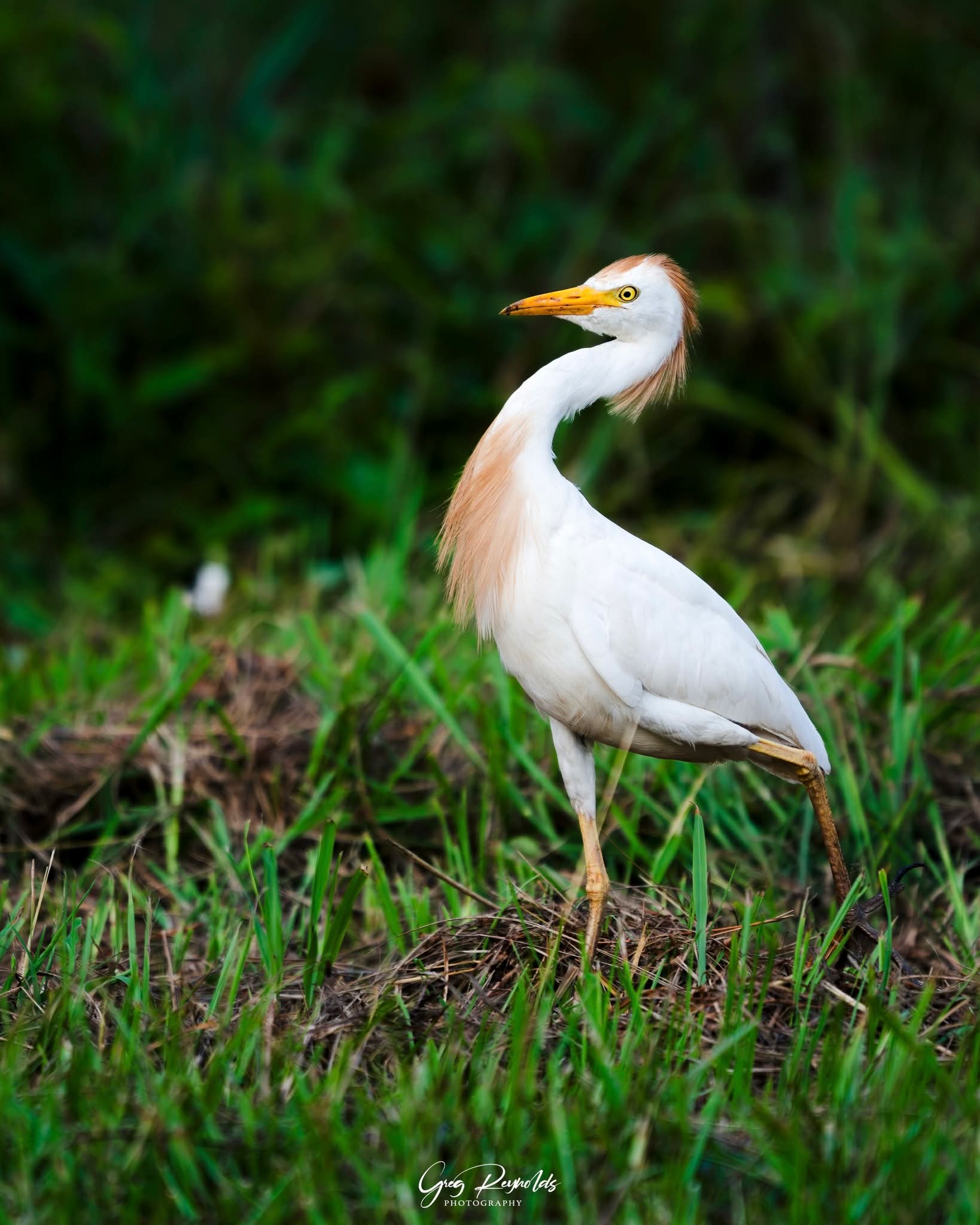 Western Cattle-Egret standing in marsh grass at Cattail Marsh
