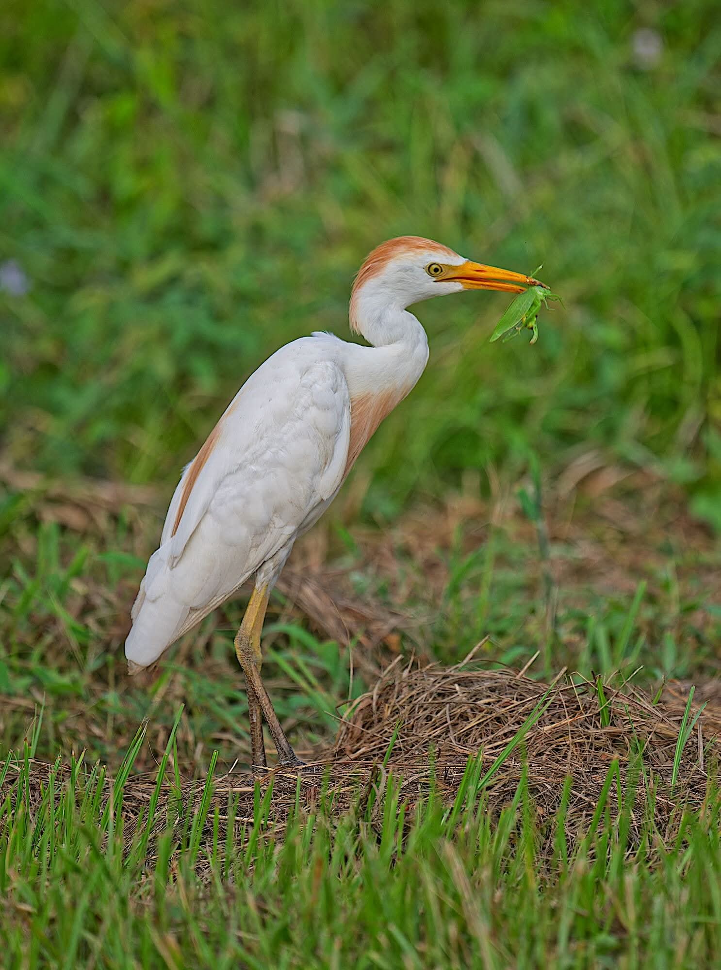 Western Cattle-Egret standing in short grass at Cattail Marsh