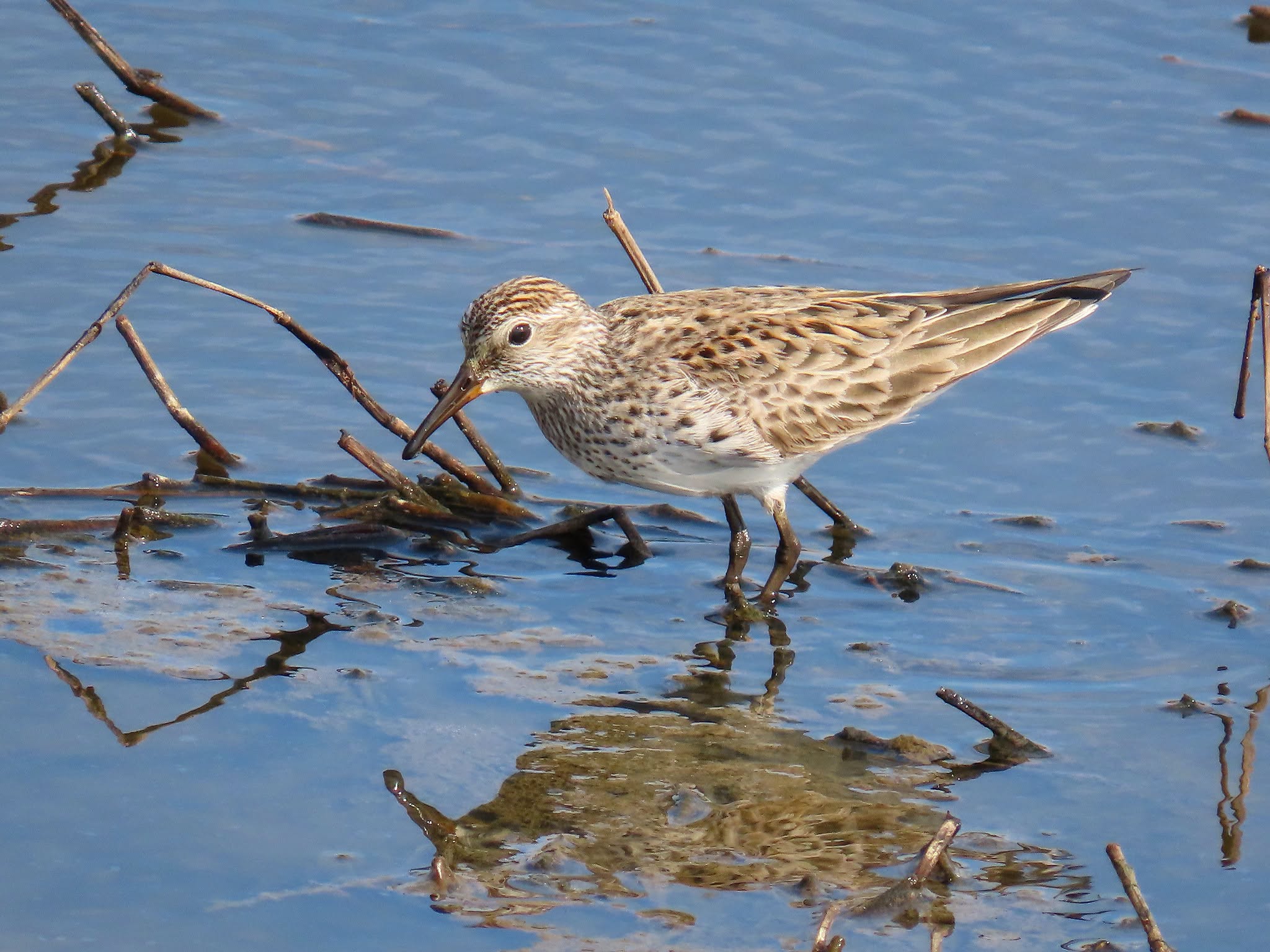 White-rumped Sandpiper foraging in shallow water at Jocelyn Nungaray National Wildlife Refuge