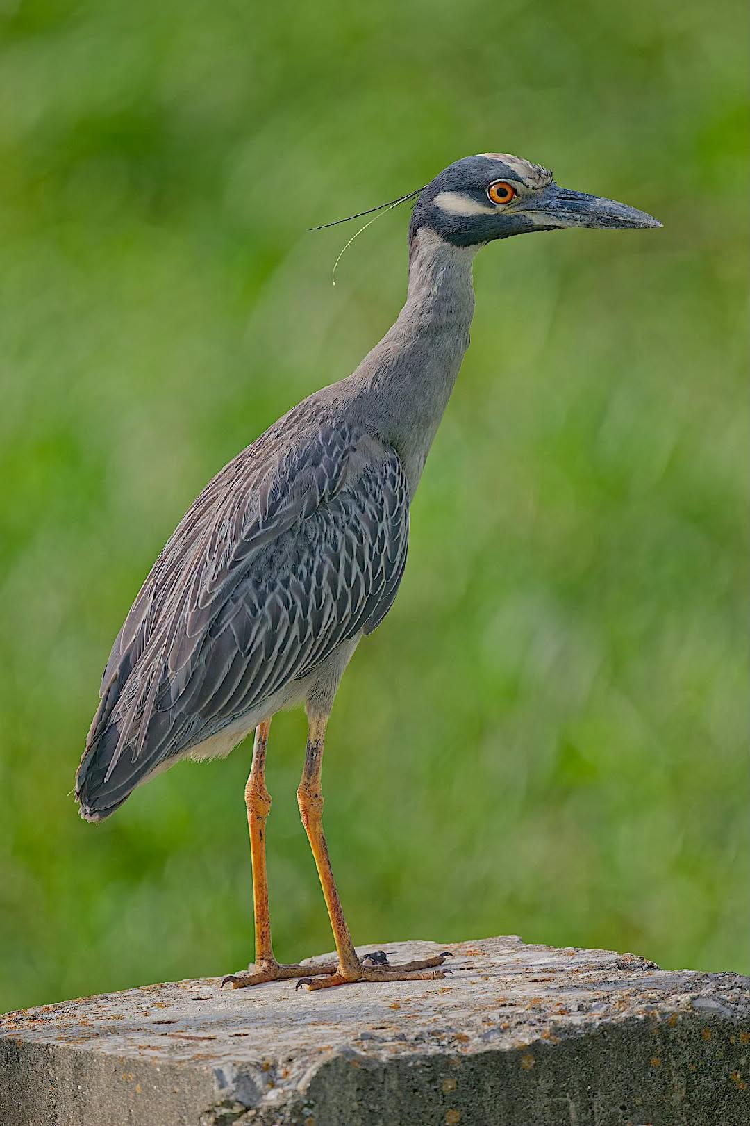 Yellow-crowned Night Heron standing on a low concrete ledge at Cattail Marsh